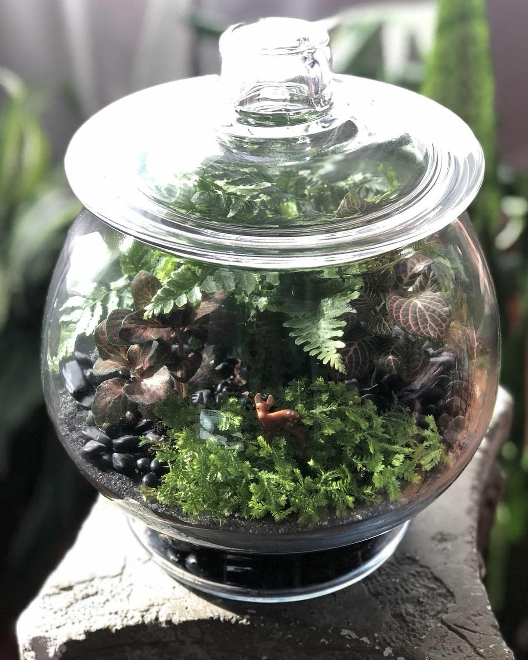 Houseplant Closed Terrarium Barrels &amp; Branches